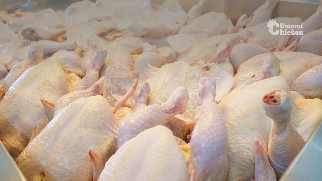 Harga-Ayam-Merah-Terbaru-2024-Stabil-dan-Terjangkau-di-Umami-Chicken-1
