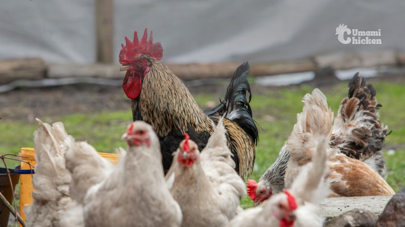 Supplier-Ayam-BaliTerpercaya-Umami-Chicken-Solusi-Kebutuhan-Daging